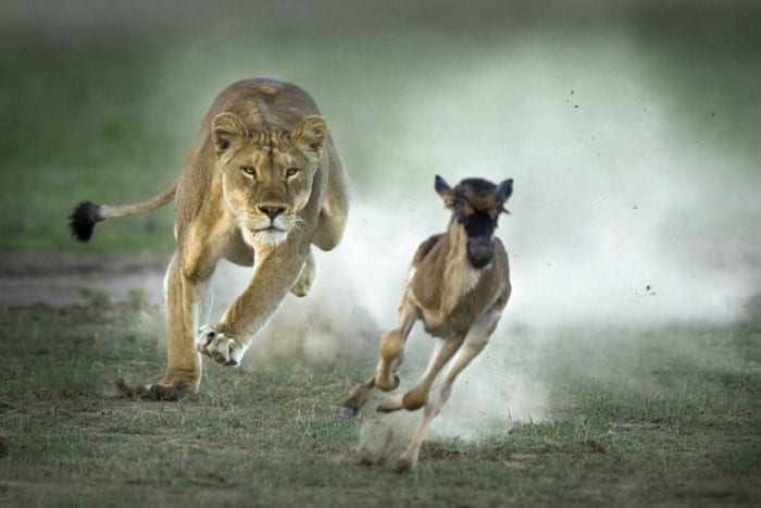 Une lionne chassant une gazelle (image Google)