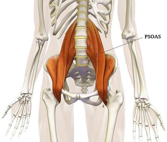 Le muscle psoas (image www.lafrenchco.fr)